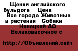 Щенки английского бульдога  › Цена ­ 60 000 - Все города Животные и растения » Собаки   . Ненецкий АО,Великовисочное с.